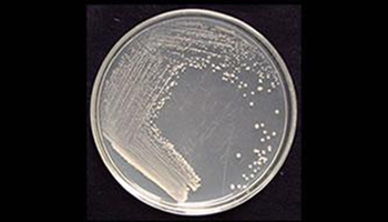 Plant Pathology & Microbiology